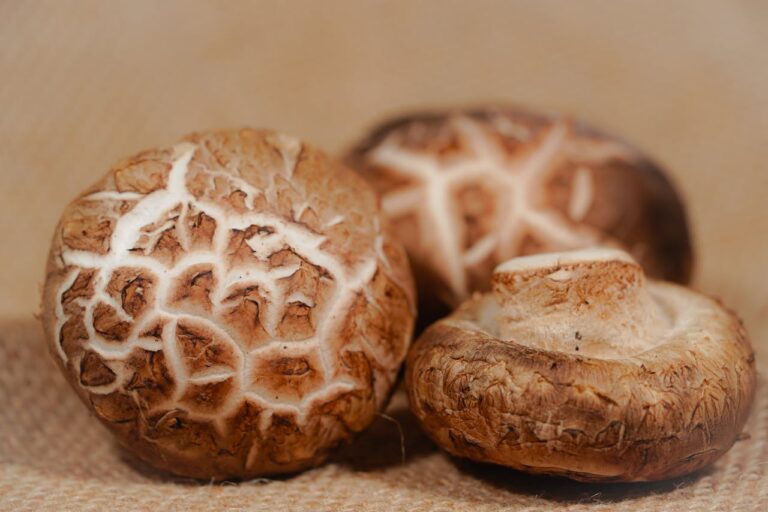 Close-up of three fresh shiitake mushrooms with textured, cracked brown caps on a burlap surface, illustrating the benefits of shiitake mushrooms on skin through their natural, nutrient-rich appearance.